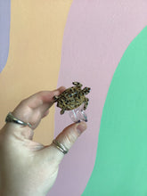 Load image into Gallery viewer, Tiny Turtle Hair Claw