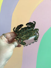 Load image into Gallery viewer, Crab Hair Claw
