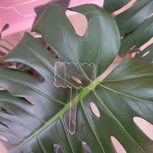 Load image into Gallery viewer, Acrylic Plant Label Stakes