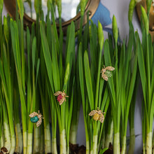 Load image into Gallery viewer, Sparkle bee clips boxed set, rainbow