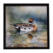 Load image into Gallery viewer, Northern Pintail Framed Metal Print