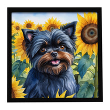 Load image into Gallery viewer, Affenpinscher in Sunflowers Framed Metal Print