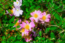 Load image into Gallery viewer, Strawberry Dreamsicle Lip Balm Scrub