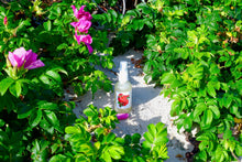 Load image into Gallery viewer, Wild Rose Face Wash