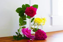 Load image into Gallery viewer, Dragon Fruit Lip Gloss