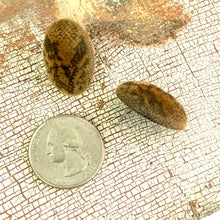 Load image into Gallery viewer, Snakeskin Velvet Flocked Oval Lucite Stud Earrings