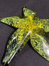 Load image into Gallery viewer, Dappled Sunshine Starfish
