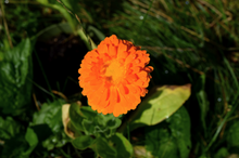 Load image into Gallery viewer, Calendula Balm
