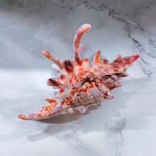 Load image into Gallery viewer, Velvet Claws Realistic Conch Shell Hair Claw in Natural Brown and White | Claw Clip in Velvet Travel Bag