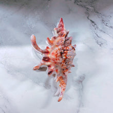 Load image into Gallery viewer, Velvet Claws Realistic Conch Shell Hair Claw in Natural Brown and White | Claw Clip in Velvet Travel Bag