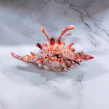 Load image into Gallery viewer, Velvet Claws Realistic Conch Shell Hair Claw in Natural Brown and White | Claw Clip in Velvet Travel Bag