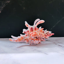 Load image into Gallery viewer, Velvet Claws Realistic Conch Shell Hair Claw in Natural Brown and White | Claw Clip in Velvet Travel Bag