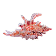 Load image into Gallery viewer, Velvet Claws Realistic Conch Shell Hair Claw in Natural Brown and White | Claw Clip in Velvet Travel Bag