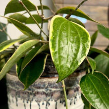 Load image into Gallery viewer, Plant Perfection