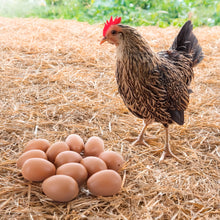 Load image into Gallery viewer, Set of 12 Brown Hollow Plastic Dummy Fake Nest Eggs 2.25 Inches